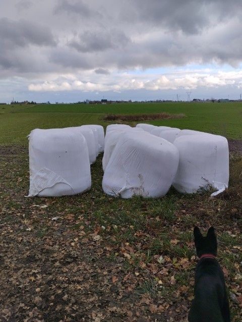 Wysłodki buraczane świeże baloty