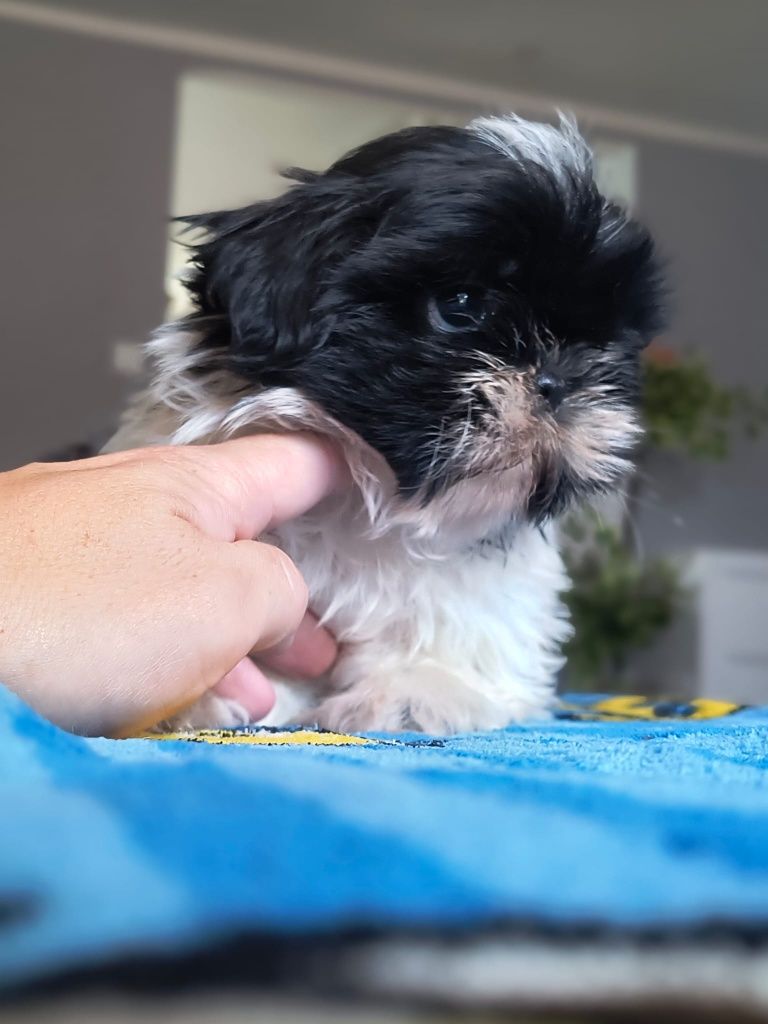 Shih tzu gotowy na zmianę domu