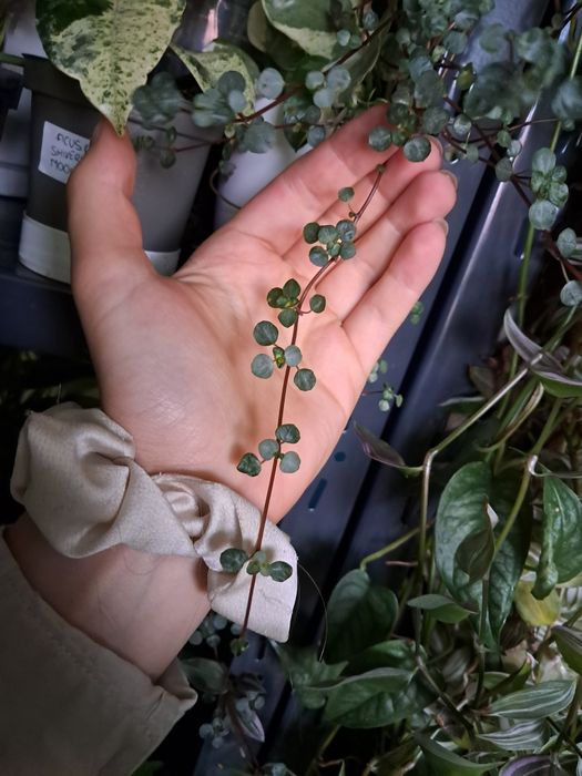 Pilea greyzy cieta galazka