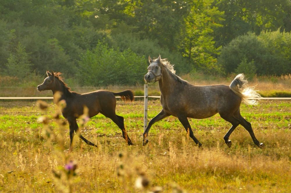 Ogierek czysta krew arabska