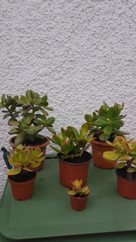 Planta de Jade (vários tamanhos), desde 1 €.