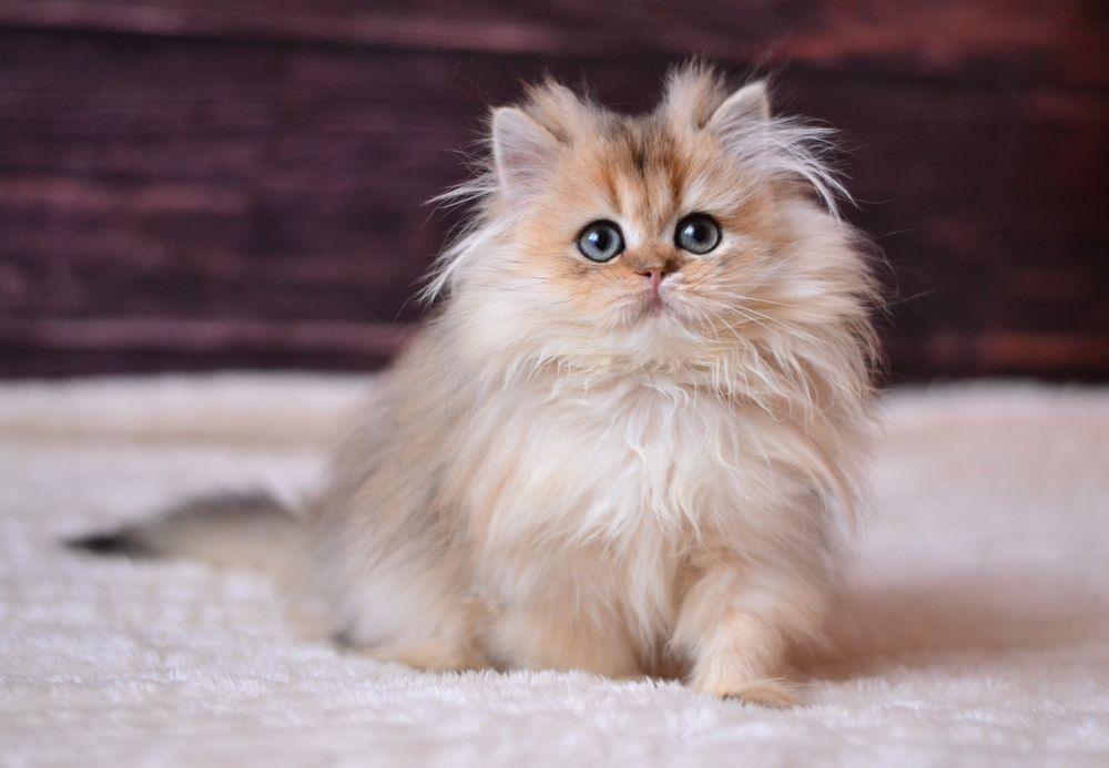 Золота британочка Яра