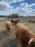Bydło Szkockie Highland całe stado