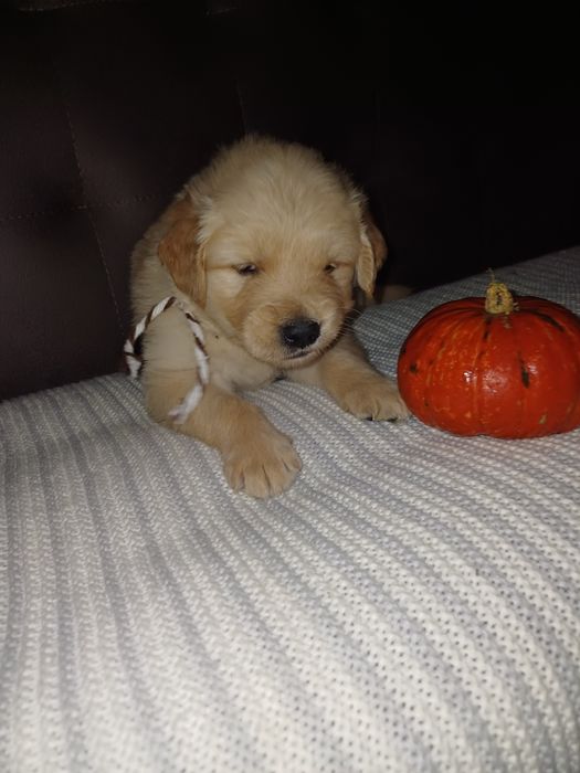 Золотисті Ретривери з документами КСУ