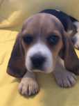 Beagle femea. com dois meses. Pronto para entrega