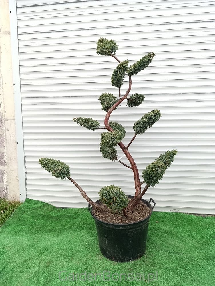 OZDOBA- Bonsai z jałowca chińskiego 'BLUE ALPS' - 170 cm