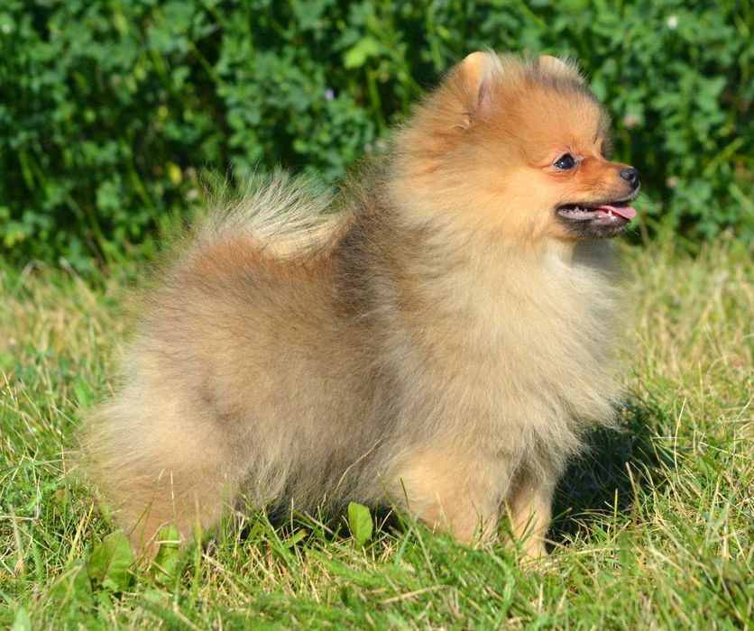 Szpic Miniaturowy Pomeranian śliczny piesek Codi ZKwP FCI