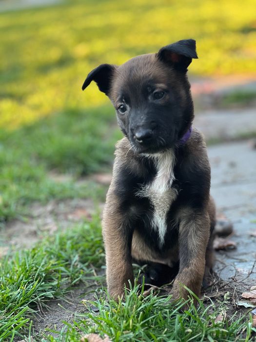 Szczeniaki owczarek belgijski