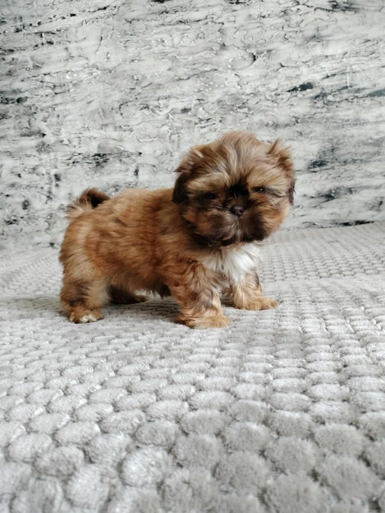 Sunia nr 2 Shih Tzu