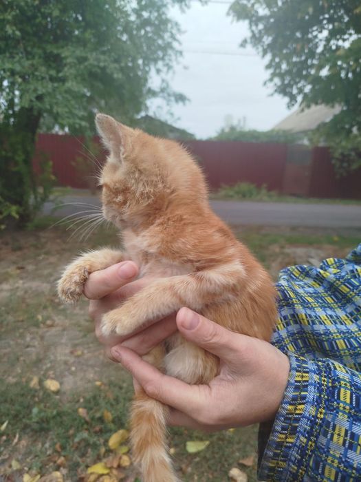 Отдам даром в добрые руки рыжего котенка