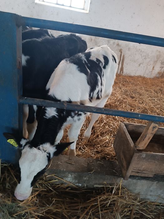 Jałoszka cielak Byczek