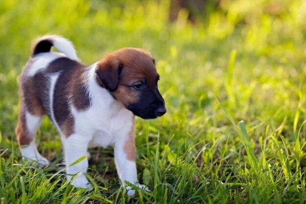 Fox terrie disponível