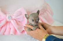 Chihuahua cudny Mini XXS liliowy  piesek