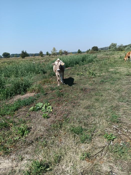 Продам нетелів.        .