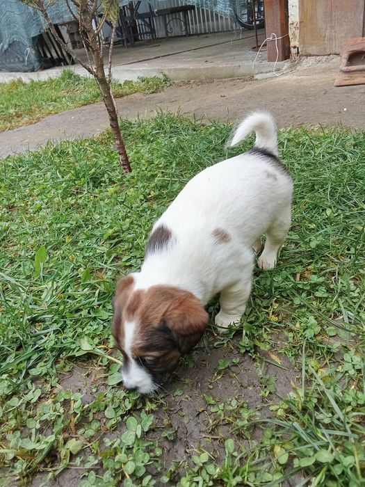 Джек Рассел тер'єр