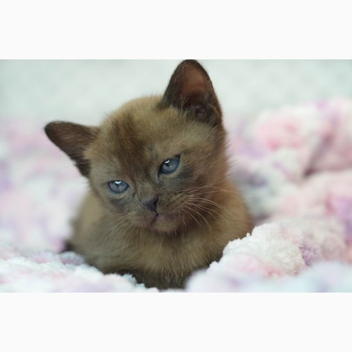 Бурма- Европейская и Американская