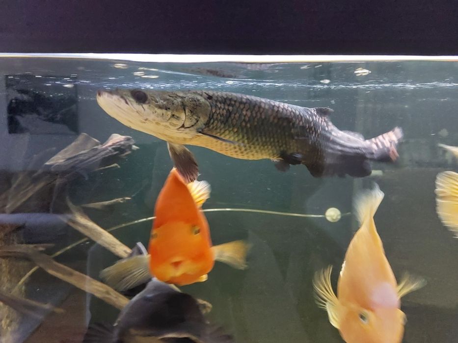 Arapaima Gigas sprzedam