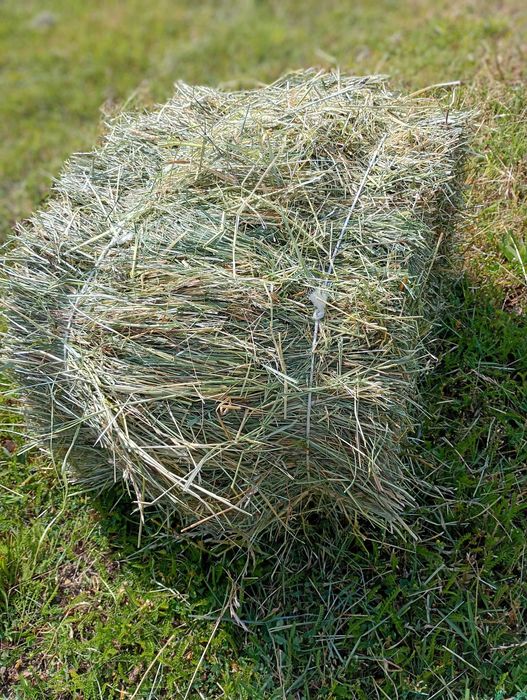 Naturalne siano łąkowe dla KRÓLIKA gryzoni 8 kg od rolnika 2025