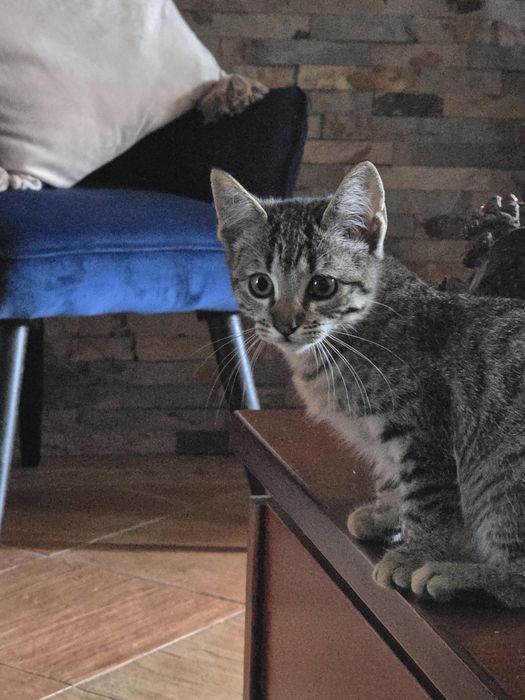 Gatinho para adopção