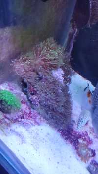 Koralowiec akwarium morskie briareum zielone