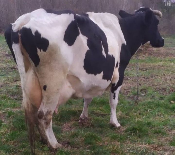 Продам добру корову