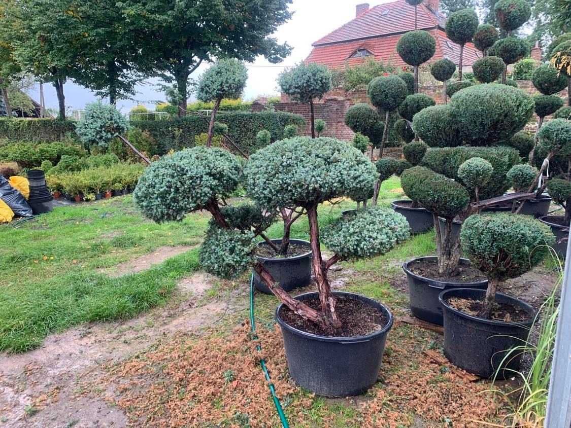 Tuja Szmaragd TOPIAR/BONSAI grunt wysokość 80-250cm dostawa