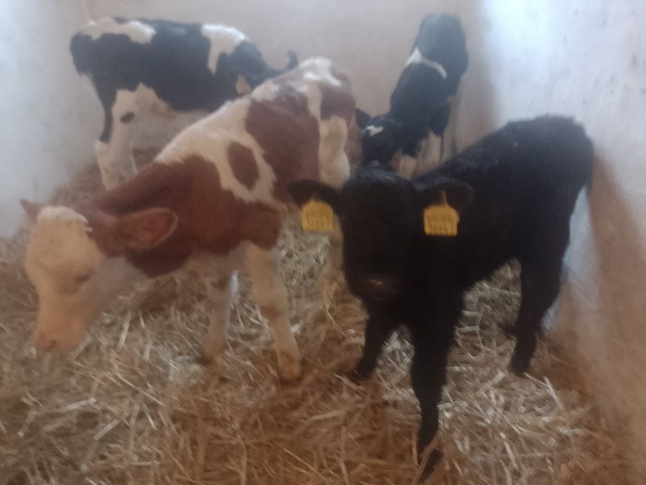 Byczki mięsne i NCB