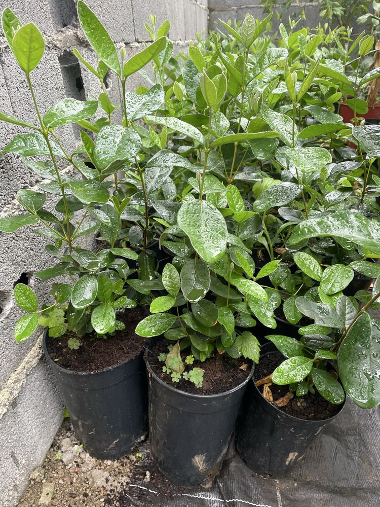 Feijoa com 50cm