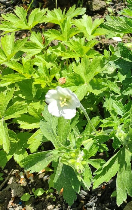 Айстра низькоросла, глобулярія, крилотичинник, примули, герань,брунера