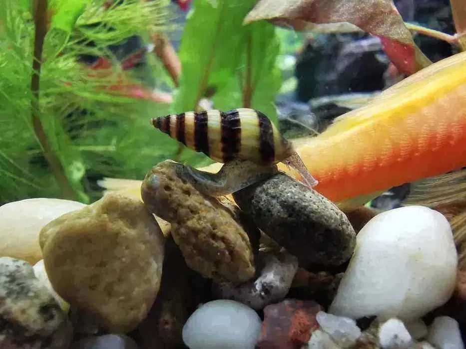 Ślimak helenka. Ślimaki helenki. Pogromca ślimaków. Czyściciel akwariu