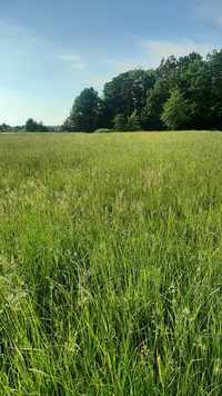 Łąka świeża - trawa do skoszenia na siano 5 ha