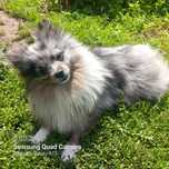 Sunia Blue Merle szpic