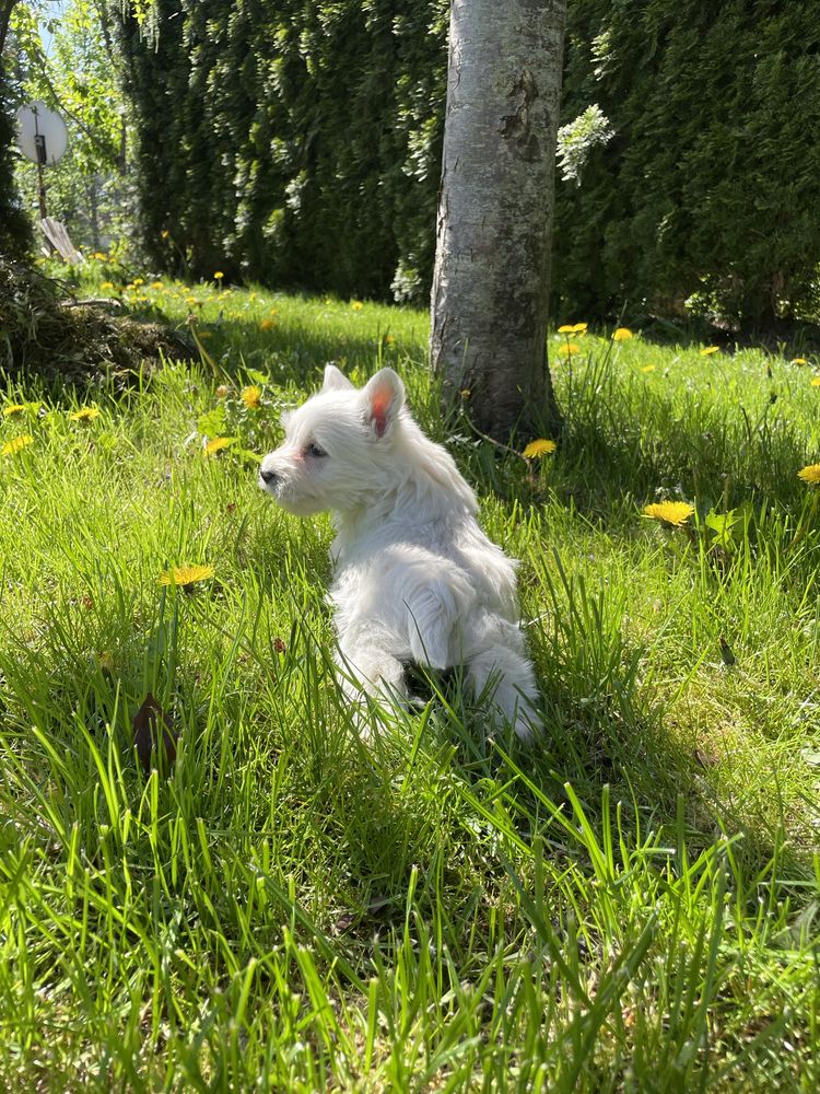 Suczka West Highland White Terrier