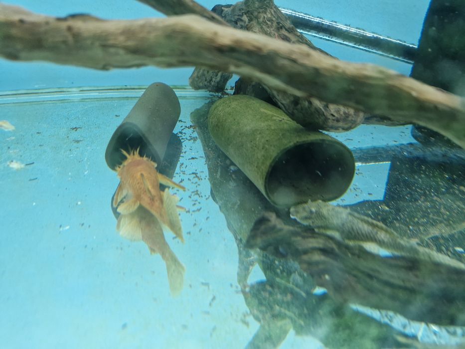 Casal ancistru Red / dark