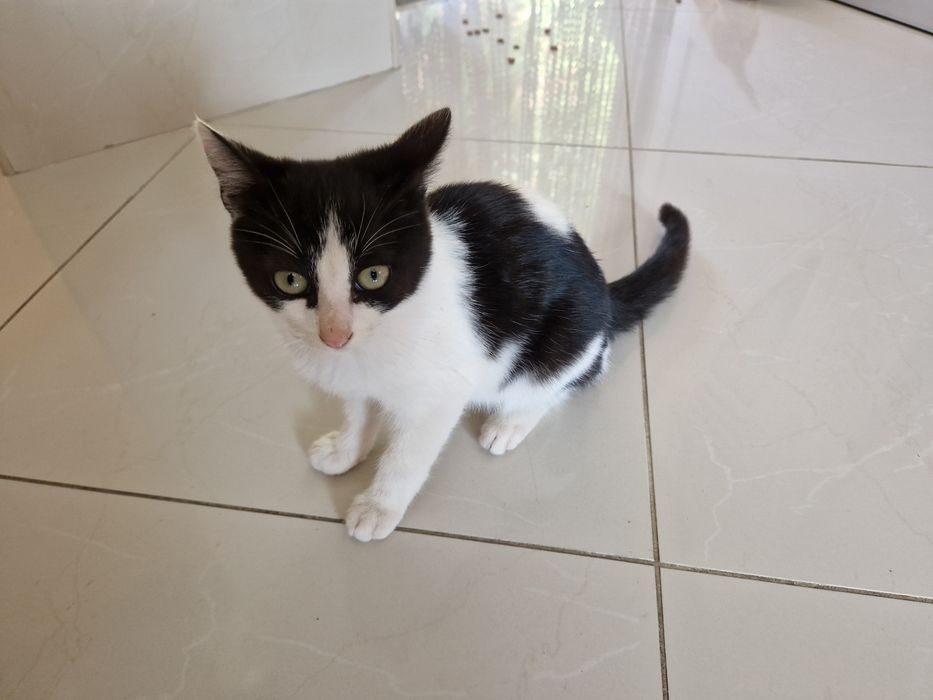 Gato para adoção com cerca de 5 meses