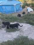 Віддам котів щоб пристроіти
