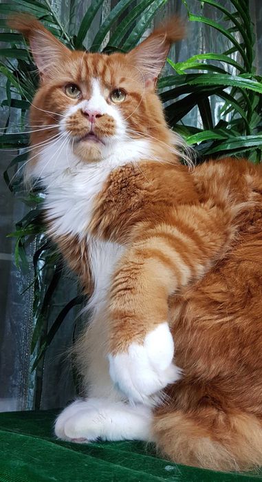 Шикарные котята из питомника