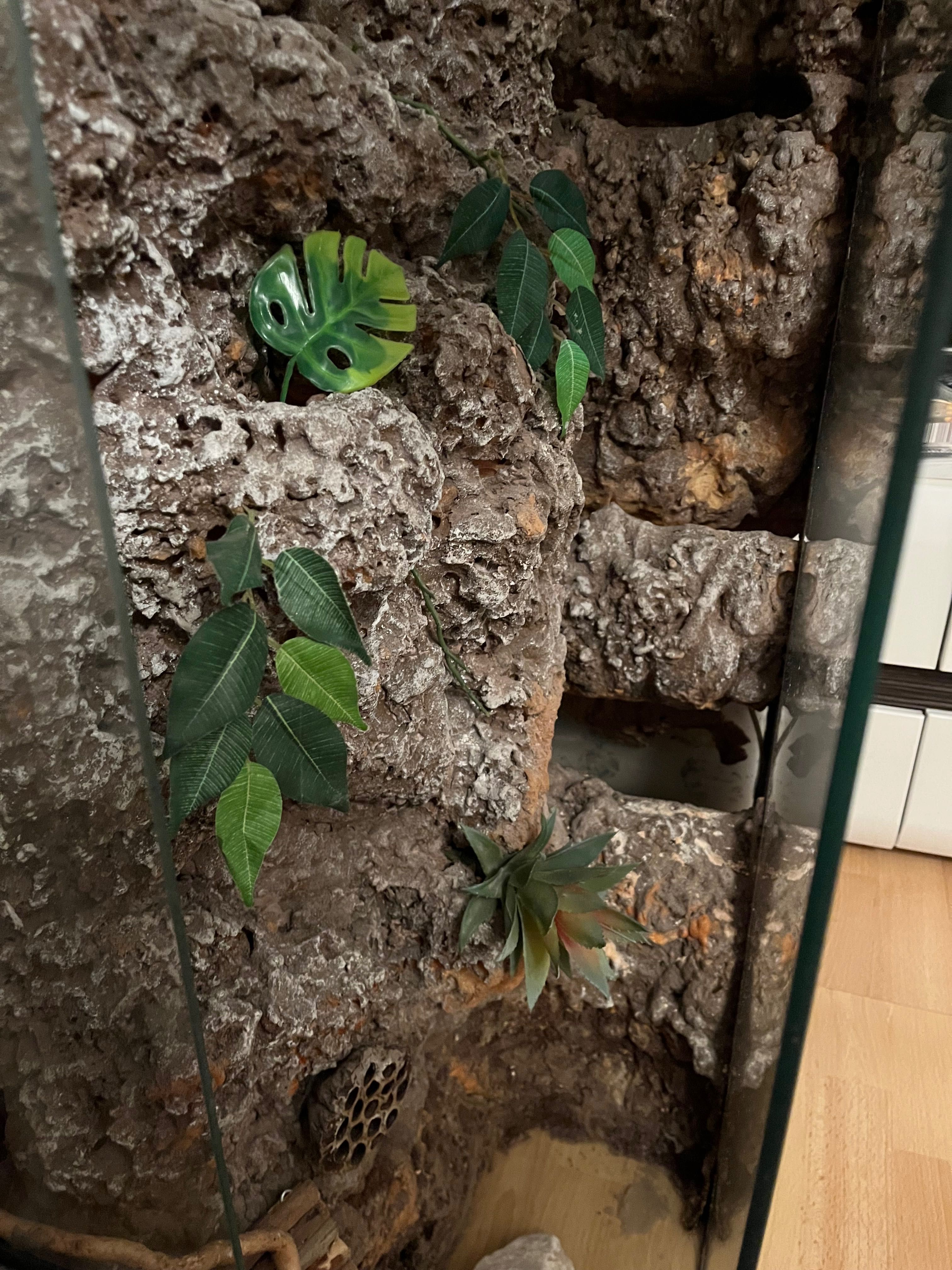 Terrarium wertykalne 90x70x30 gekon orzęsiony ze ścianką wystrojem