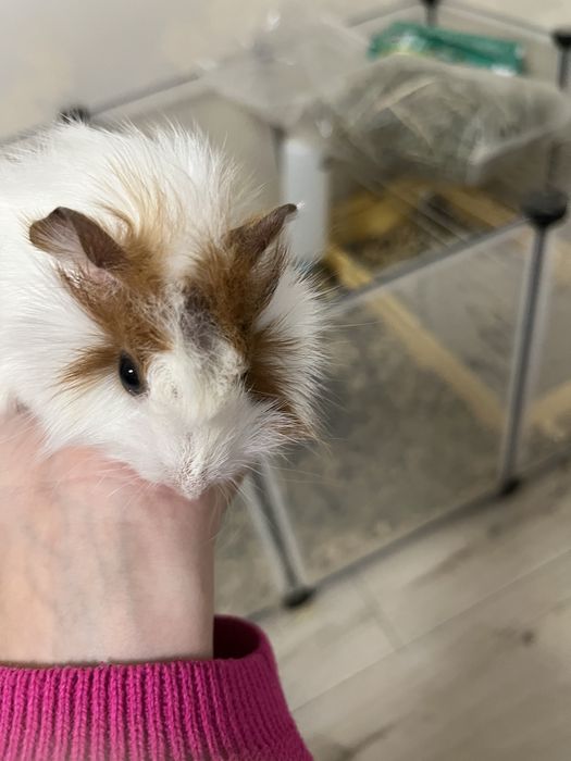 Морські свинки в наявності