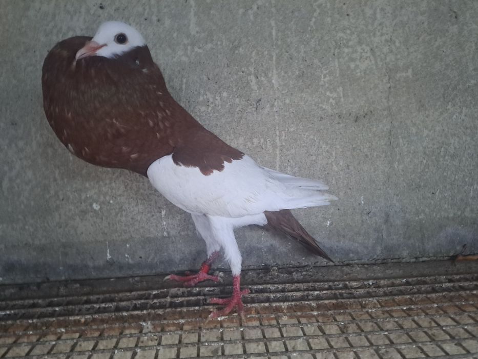 Garlacze siodlate niemieckie garlacz siodlaty czerwona samica