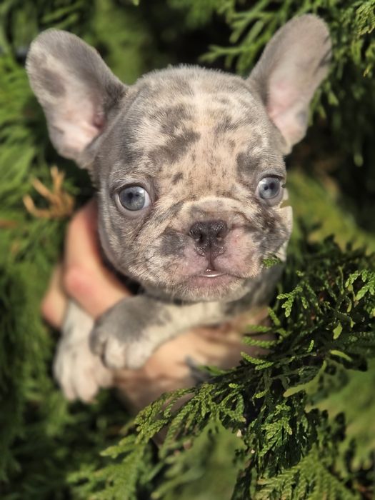 французький бульдог дуже крута дівчинка