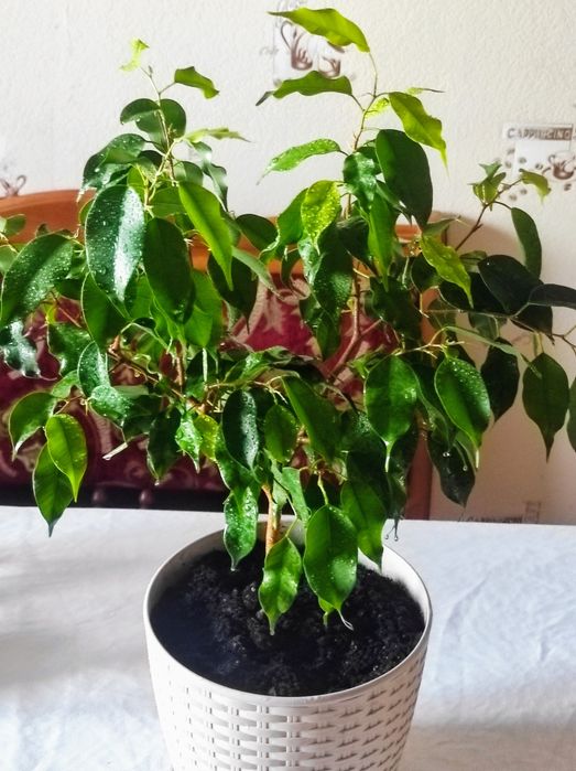 Фікус Голден Монік Наомі