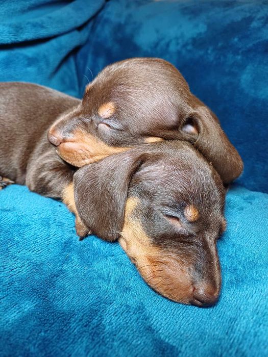 Jamnik czekoladowy krótkowłosy miniatura suczka