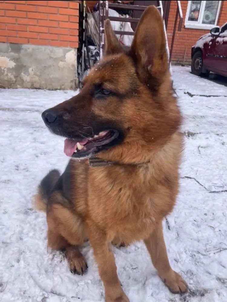 Вівчар Альф потрібен дім