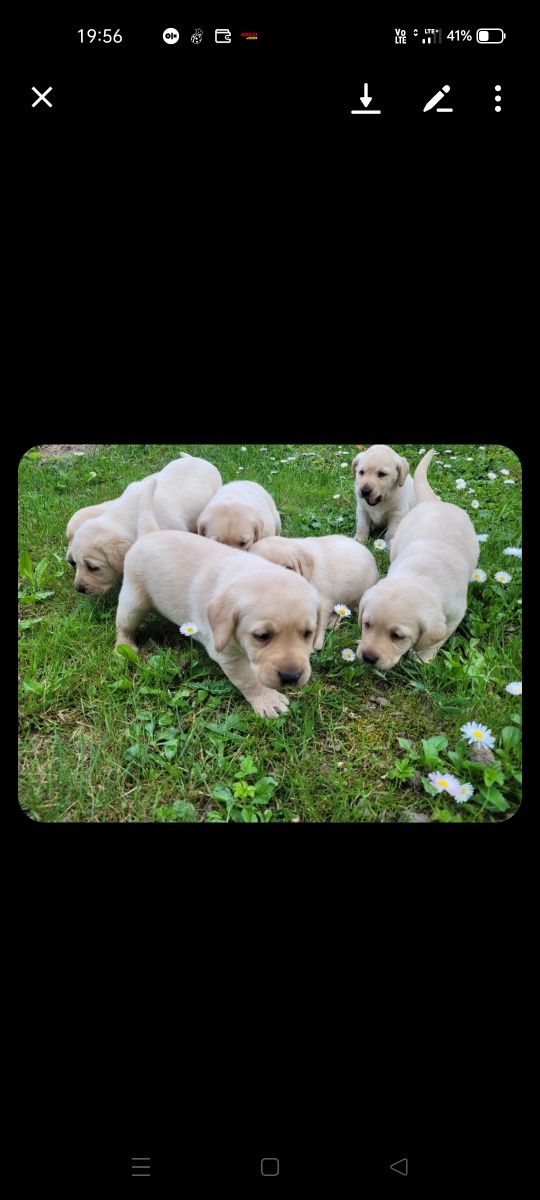 Labrador retriever