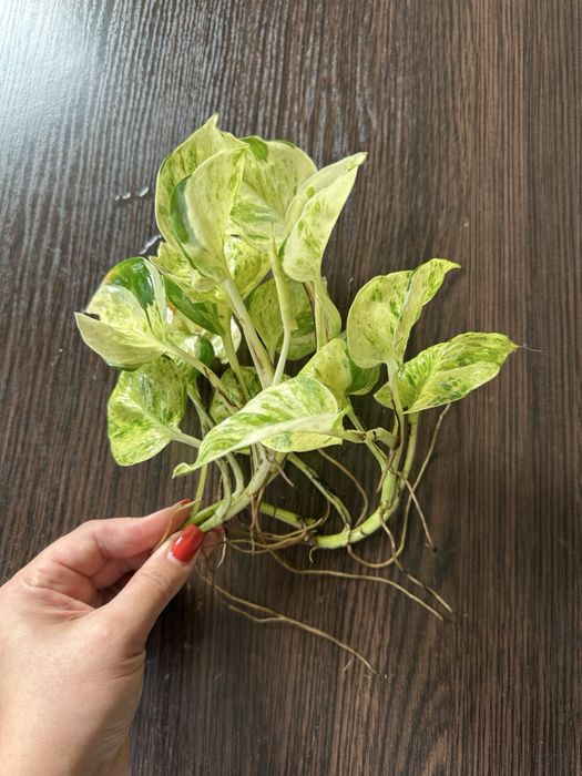 Єпіпремнум Хепі Ліф