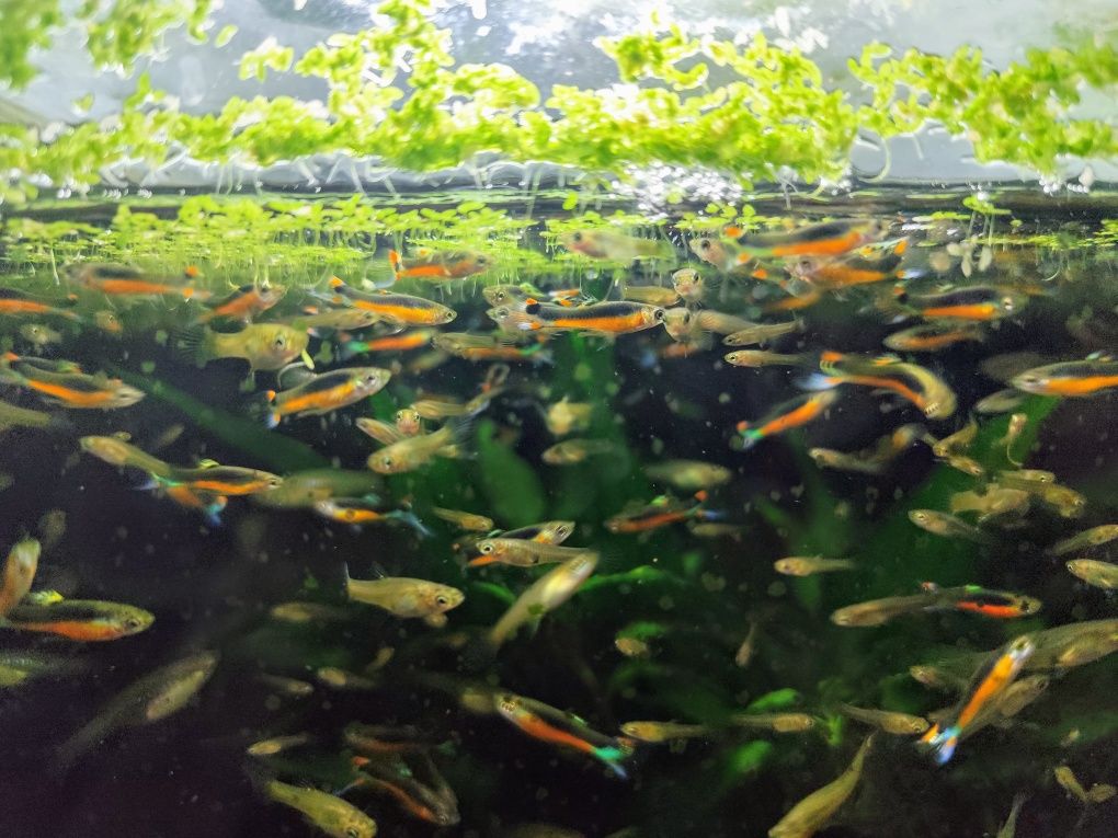 Poecilia wingei - Guppy Endler