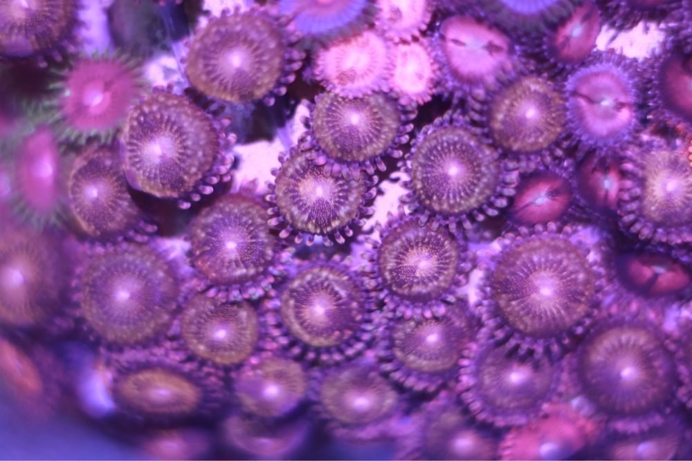 46 Zoanthus Pandora minimum 20 grzybow  WYSYŁKA FLUOLAMPS.PL