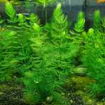 Planta aquario Fox Tail