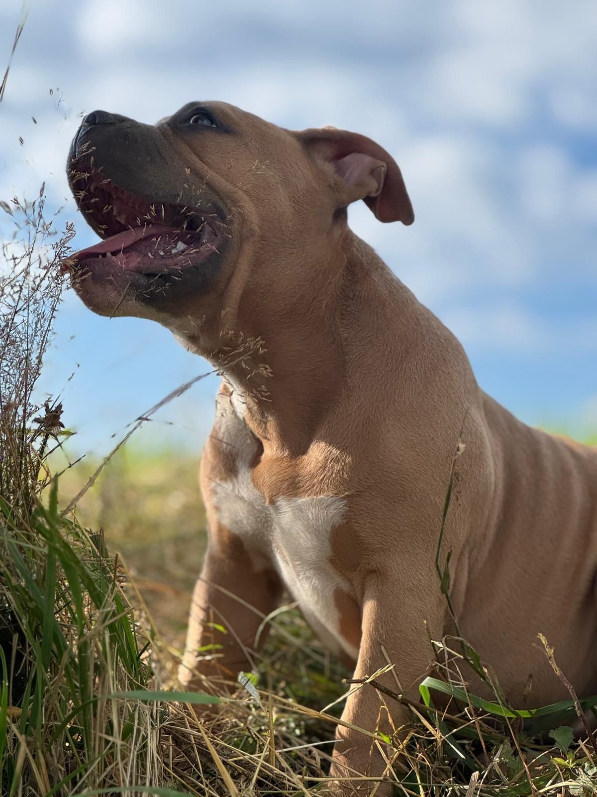 American bully suczka pocket